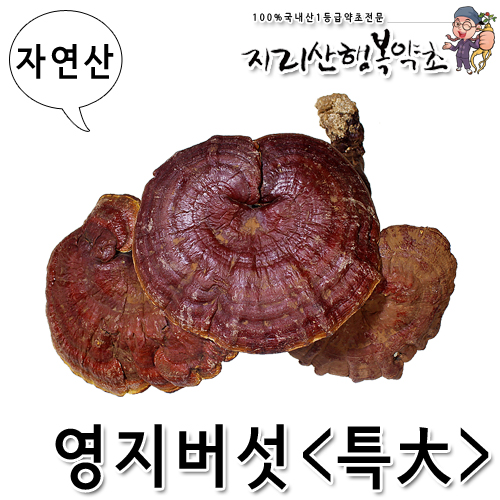 자연산 영지버섯(특大) 300g